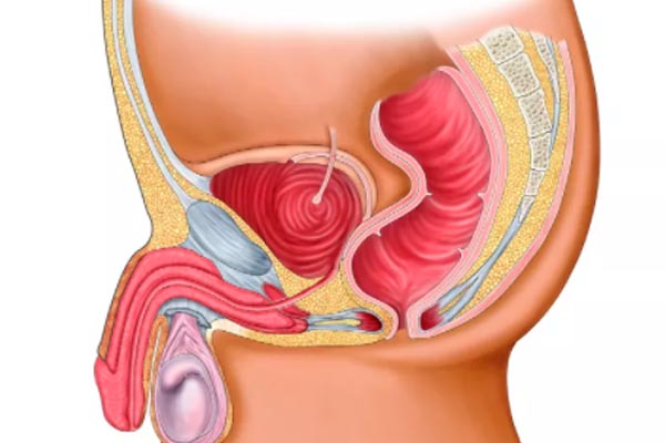 前列腺在人体起的功能